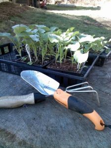 Ten Week Favorite Vegetables To Grow Image